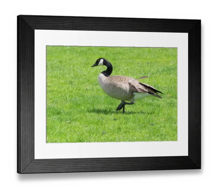 Framed Print : Oregon, USA. Columbia River Gorge National Scenic Area, Canada goose, walking in grass Framed Print : Oregon, USA. Columbia River Gorge National Scenic Area, Canada goose, walking in grass
