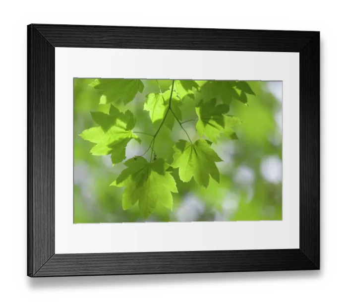 Framed Print : USA, Oregon, Silver Falls State Park. Close-up of vine maple leaves in spring. ©Don Paulson / Jaynes Gallery / DanitaDelimont.com Framed Print : USA, Oregon, Silver Falls State Park. Close-up of vine maple leaves in spring. ©Don Paulson / Jaynes Gallery / DanitaDelimont.com
