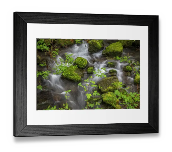 Framed Print : USA, Oregon, Loeb State Park. Salmon berry bush branches over stream. ©Don Paulson / Jaynes Gallery / DanitaDelimont.com Framed Print : USA, Oregon, Loeb State Park. Salmon berry bush branches over stream. ©Don Paulson / Jaynes Gallery / DanitaDelimont.com