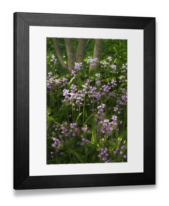 Framed Print : USA, Pennsylvania, Longwood Gardens. Bluebell flowers in garden. ©Jay O'Brien / Jaynes Gallery / DanitaDelimont.com Framed Print : USA, Pennsylvania, Longwood Gardens. Bluebell flowers in garden. ©Jay O'Brien / Jaynes Gallery / DanitaDelimont.com