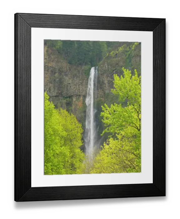 Framed Print : Oregon, USA. Columbia River Gorge National Scenic Area, Multnomah Falls and spring leaves on trees Framed Print : Oregon, USA. Columbia River Gorge National Scenic Area, Multnomah Falls and spring leaves on trees