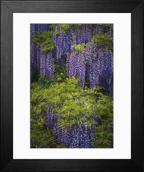Framed Print : USA, Pennsylvania, Longwood Gardens. Purple flowers hang on wisteria vines. ©Jay O'Brien / Jaynes Gallery / DanitaDelimont.com Framed Print : USA, Pennsylvania, Longwood Gardens. Purple flowers hang on wisteria vines. ©Jay O'Brien / Jaynes Gallery / DanitaDelimont.com