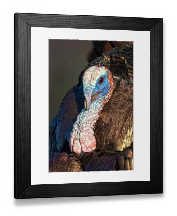 Framed Print : Male wild turkey displaying for females, Cades Cove, Great Smoky Mountains National Park, Tennessee Framed Print : Male wild turkey displaying for females, Cades Cove, Great Smoky Mountains National Park, Tennessee