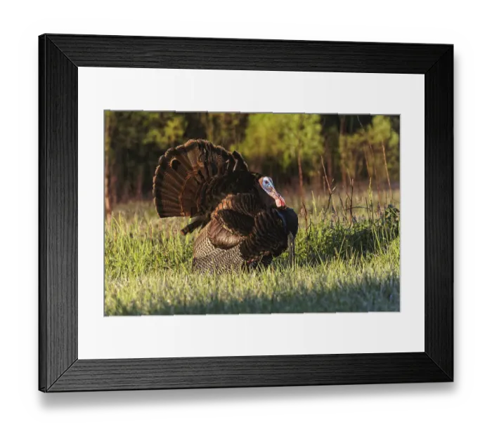 Framed Print : Male wild turkey displaying for females, Cades Cove, Great Smoky Mountains National Park, Tennessee Framed Print : Male wild turkey displaying for females, Cades Cove, Great Smoky Mountains National Park, Tennessee