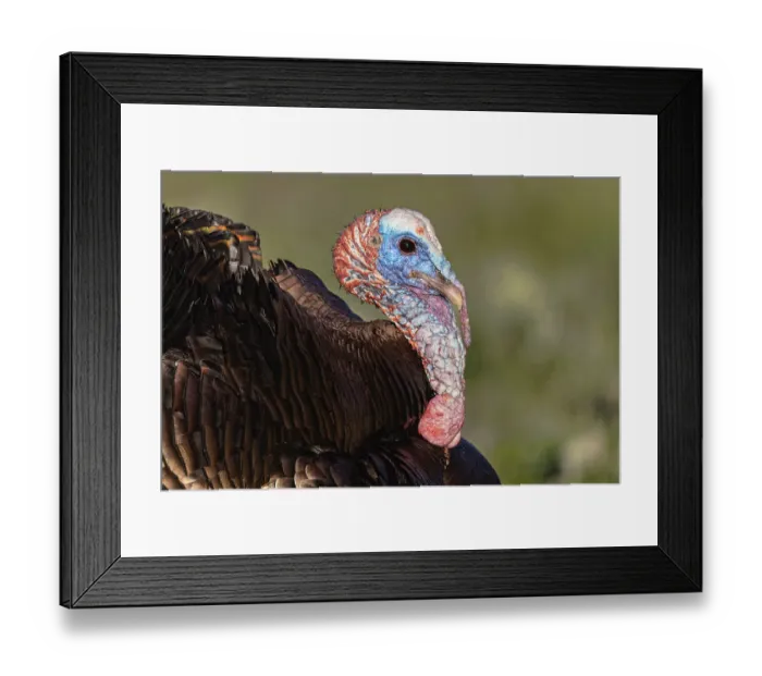 Framed Print : Male wild turkey displaying for females, Cades Cove, Great Smoky Mountains National Park, Tennessee Framed Print : Male wild turkey displaying for females, Cades Cove, Great Smoky Mountains National Park, Tennessee