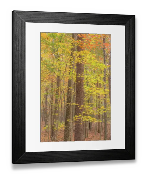 Framed Print : USA, Tennessee, Fall Creek Falls State Park. Forest with autumn foliage. ©Don Paulson / Jaynes Gallery / DanitaDelimont.com Framed Print : USA, Tennessee, Fall Creek Falls State Park. Forest with autumn foliage. ©Don Paulson / Jaynes Gallery / DanitaDelimont.com