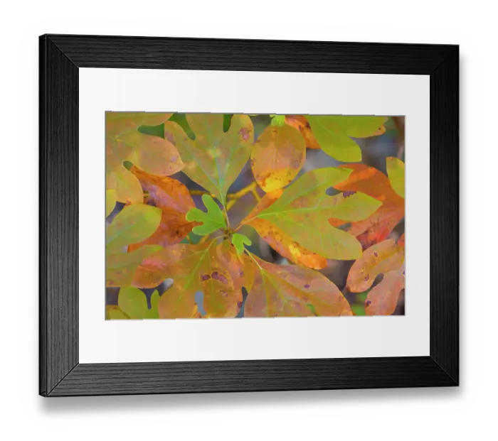 Framed Print : USA, Tennessee, Cherokee National Forest. Close-up of sassafras tree leaves. ©Don Paulson / Jaynes Gallery / DanitaDelimont.com Framed Print : USA, Tennessee, Cherokee National Forest. Close-up of sassafras tree leaves. ©Don Paulson / Jaynes Gallery / DanitaDelimont.com