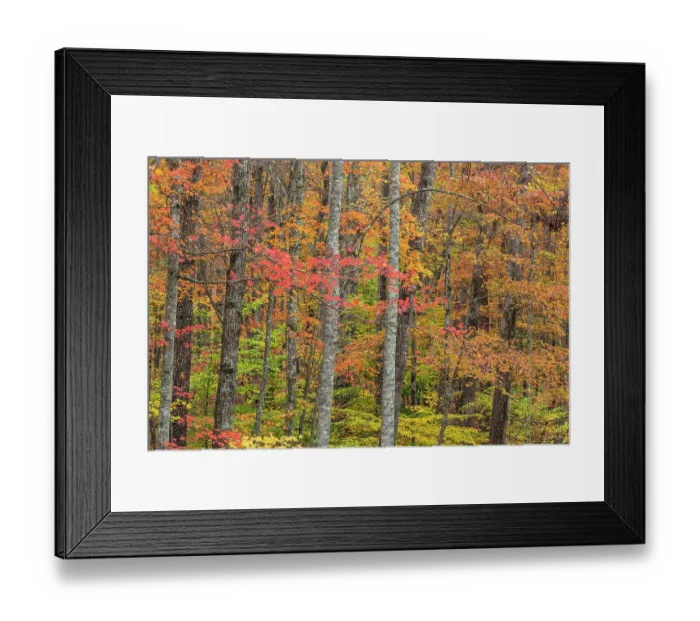 Framed Print : USA, Tennessee, Fall Creek Falls State Park. Forest with autumn foliage. ©Don Paulson / Jaynes Gallery / DanitaDelimont.com Framed Print : USA, Tennessee, Fall Creek Falls State Park. Forest with autumn foliage. ©Don Paulson / Jaynes Gallery / DanitaDelimont.com
