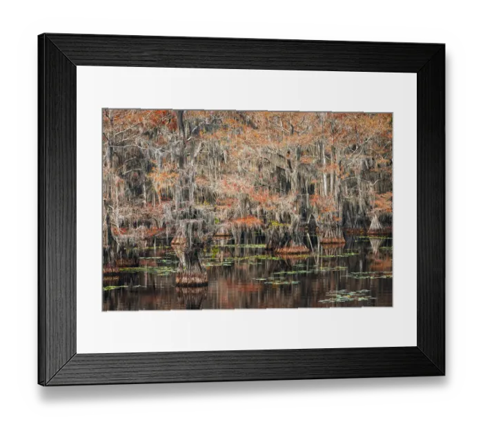 Framed Print : Bald cypress trees and autumn colors in southern swamp, Caddo Lake State Park, Texas
