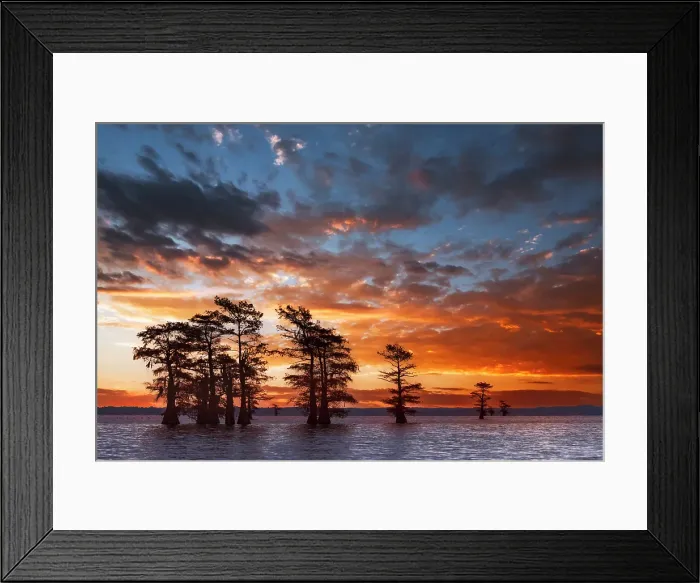 Framed Print : Bald cypress trees silhouetted at sunrise in southern swamp, Caddo Lake, Texas Framed Print : Bald cypress trees silhouetted at sunrise in southern swamp, Caddo Lake, Texas