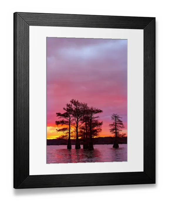 Framed Print : Bald cypress trees silhouetted at sunrise in southern swamp, Caddo Lake, Texas Framed Print : Bald cypress trees silhouetted at sunrise in southern swamp, Caddo Lake, Texas