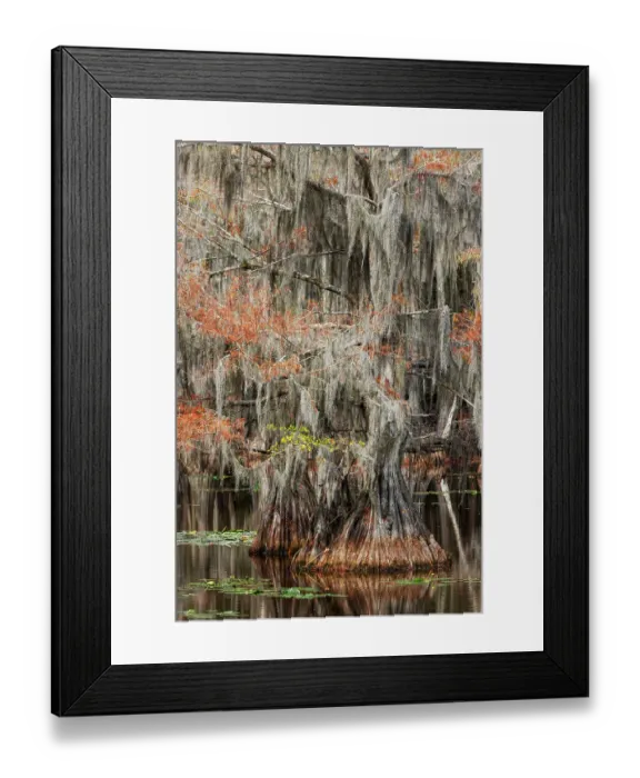 Framed Print : Bald cypress trees and autumn colors in southern swamp, Caddo Lake State Park, Texas