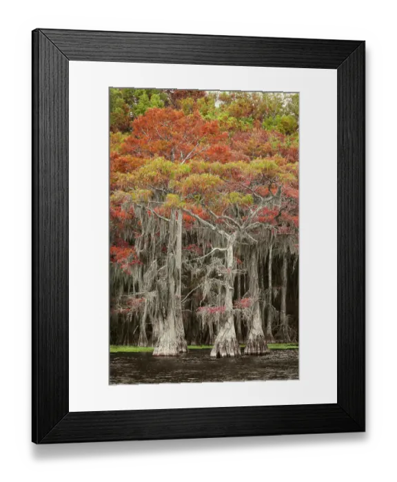 Framed Print : Bald cypress trees and autumn colors in southern swamp, Caddo Lake, Texas Framed Print : Bald cypress trees and autumn colors in southern swamp, Caddo Lake, Texas
