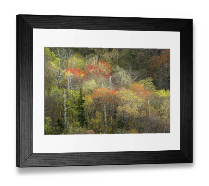 Framed Print : Spring foliage on mountain forest, Great Smoky Mountains National Park, Tennessee Framed Print : Spring foliage on mountain forest, Great Smoky Mountains National Park, Tennessee
