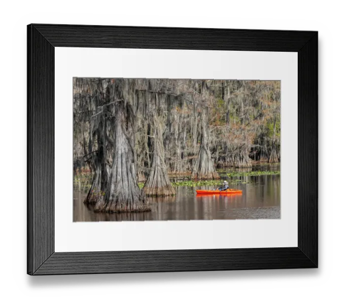 Framed Print : Fisherman among bald cypress trees and autumn colors in southern swamp, Caddo Lake State Park, Texas Framed Print : Fisherman among bald cypress trees and autumn colors in southern swamp, Caddo Lake State Park, Texas