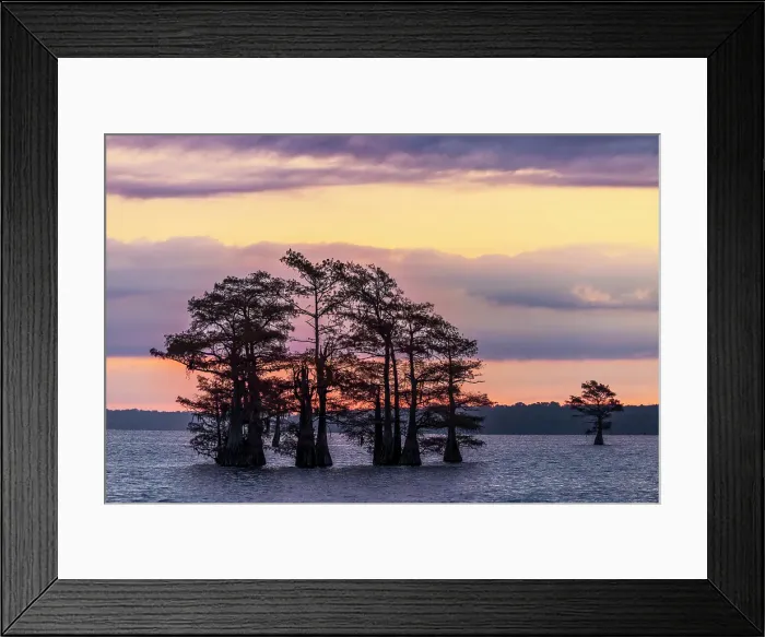 Framed Print : Bald cypress trees silhouetted at sunrise in southern swamp, Caddo Lake, Texas Framed Print : Bald cypress trees silhouetted at sunrise in southern swamp, Caddo Lake, Texas