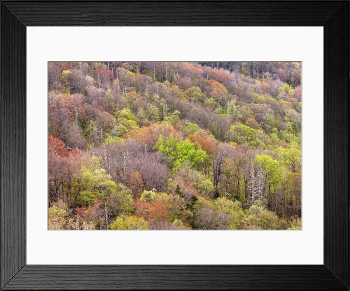 Framed Print : Spring foliage on mountain forest, Great Smoky Mountains National Park, Tennessee Framed Print : Spring foliage on mountain forest, Great Smoky Mountains National Park, Tennessee