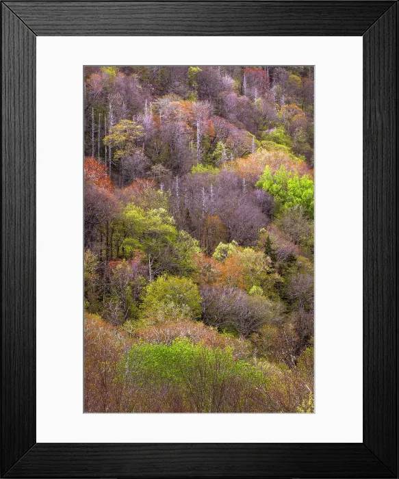 Framed Print : Spring foliage on mountain forest, Great Smoky Mountains National Park, Tennessee Framed Print : Spring foliage on mountain forest, Great Smoky Mountains National Park, Tennessee