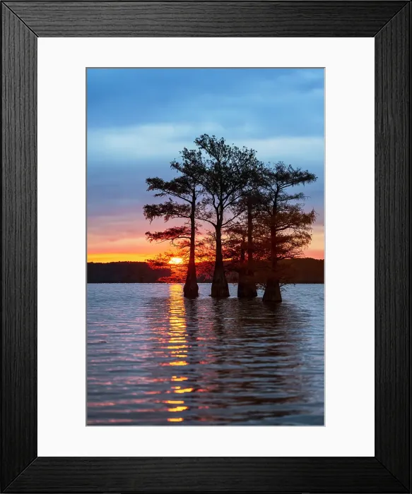 Framed Print : Bald cypress trees silhouetted at sunrise in southern swamp, Caddo Lake, Texas Framed Print : Bald cypress trees silhouetted at sunrise in southern swamp, Caddo Lake, Texas