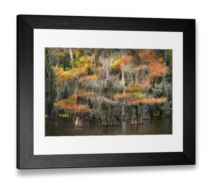 Framed Print : Bald cypress trees and autumn colors in southern swamp, Caddo Lake, Texas
