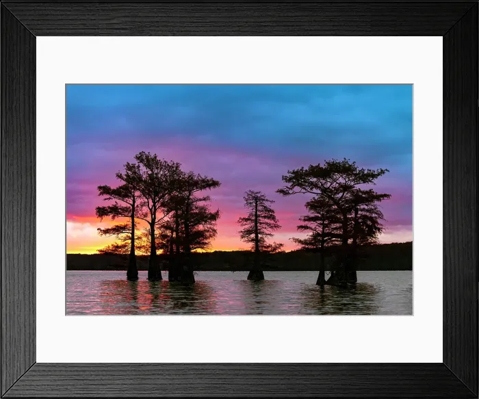 Framed Print : Bald cypress trees silhouetted at sunrise in southern swamp, Caddo Lake, Texas Framed Print : Bald cypress trees silhouetted at sunrise in southern swamp, Caddo Lake, Texas