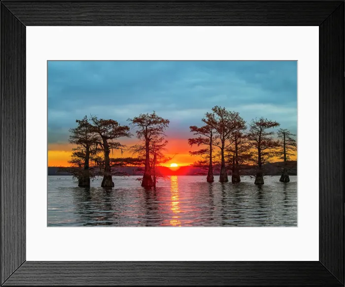 Framed Print : Bald cypress trees silhouetted at sunrise in southern swamp, Caddo Lake, Texas Framed Print : Bald cypress trees silhouetted at sunrise in southern swamp, Caddo Lake, Texas
