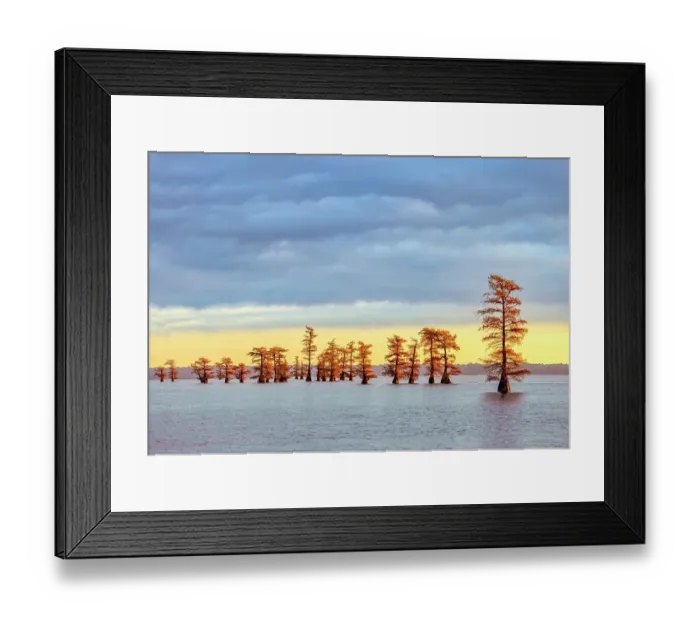 Framed Print : Bald cypress trees and autumn colors in southern swamp at sunrise, Caddo Lake, Texas Framed Print : Bald cypress trees and autumn colors in southern swamp at sunrise, Caddo Lake, Texas