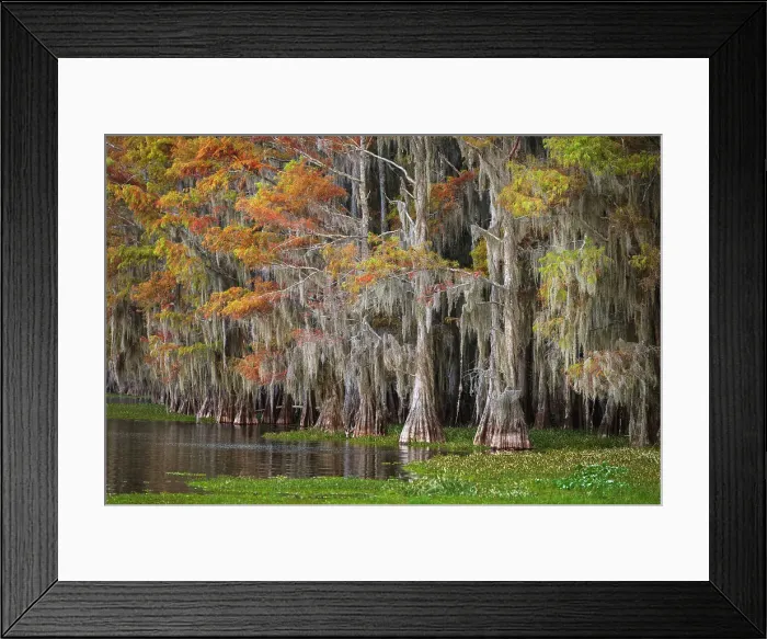 Framed Print : Bald cypress trees and autumn colors in southern swamp, Caddo Lake, Texas
