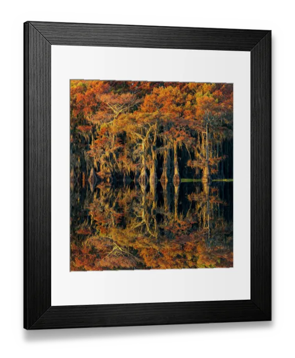 Framed Print : Bald cypress trees reflecting autumn colors in southern swamp, Caddo Lake, Texas Framed Print : Bald cypress trees reflecting autumn colors in southern swamp, Caddo Lake, Texas