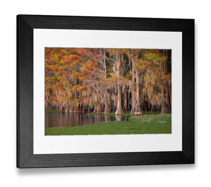Framed Print : Bald cypress trees and autumn colors in southern swamp, Caddo Lake, Texas Framed Print : Bald cypress trees and autumn colors in southern swamp, Caddo Lake, Texas