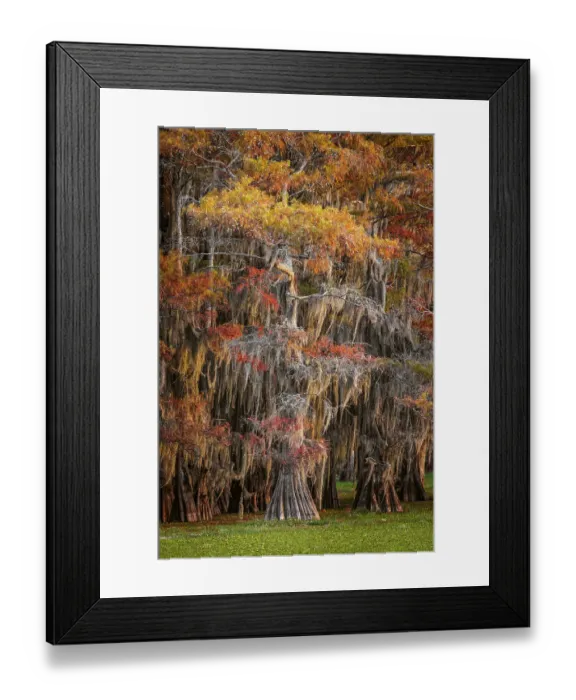 Framed Print : Bald cypress trees and autumn colors in southern swamp, Caddo Lake, Texas