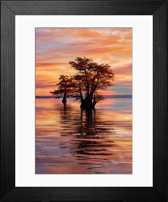 Framed Print : Bald cypress trees silhouetted at sunrise in southern swamp, Caddo Lake, Texas Framed Print : Bald cypress trees silhouetted at sunrise in southern swamp, Caddo Lake, Texas