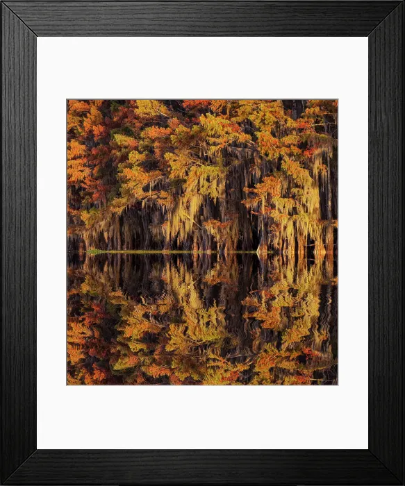 Framed Print : Bald cypress trees reflecting autumn colors in southern swamp, Caddo Lake, Texas Framed Print : Bald cypress trees reflecting autumn colors in southern swamp, Caddo Lake, Texas