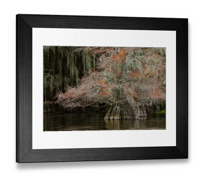 Framed Print : Bald cypress trees and autumn colors in southern swamp, Caddo Lake, Texas