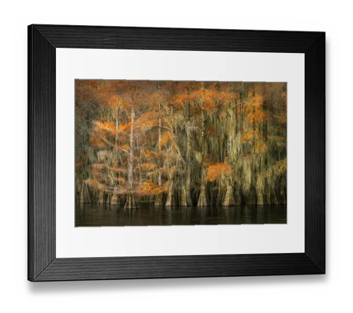 Framed Print : Autumn colors on Caddo Lake, Texas. Worlds largest bald cypress forest