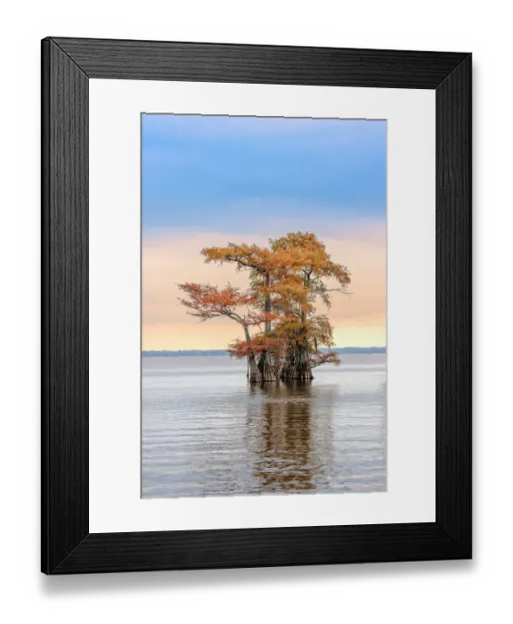 Framed Print : Bald cypress trees and autumn colors at sunrise in southern swamp, Caddo Lake, Texas