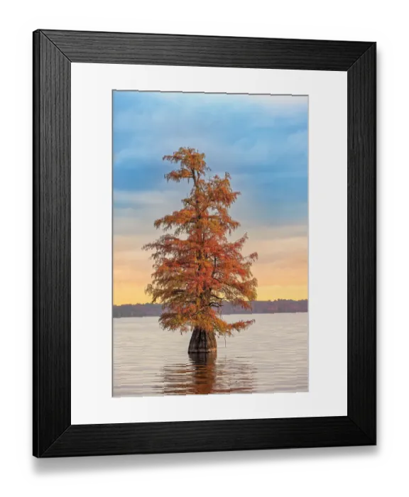 Framed Print : Bald cypress trees and autumn colors at sunrise in southern swamp, Caddo Lake, Texas