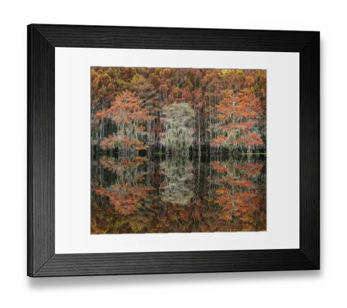 Framed Print : Bald cypress trees reflecting autumn colors in southern swamp, Caddo Lake, Texas Framed Print : Bald cypress trees reflecting autumn colors in southern swamp, Caddo Lake, Texas