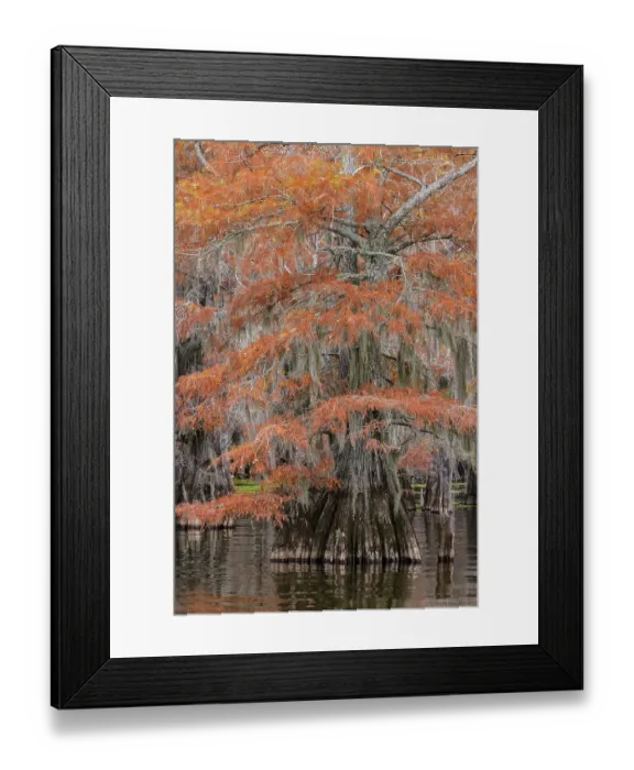 Framed Print : Bald cypress trees and autumn colors in southern swamp, Caddo Lake, Texas Framed Print : Bald cypress trees and autumn colors in southern swamp, Caddo Lake, Texas