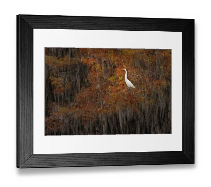 Framed Print : Great egret among bald cypress trees and autumn colors in southern swamp, Caddo Lake, Texas Framed Print : Great egret among bald cypress trees and autumn colors in southern swamp, Caddo Lake, Texas