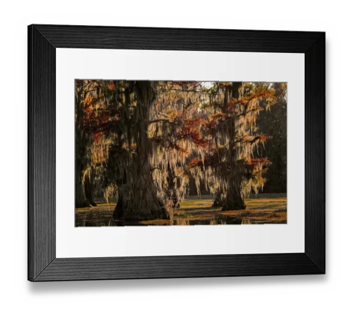 Framed Print : Backlit bald cypress trees and autumn colors in southern swamp, Caddo Lake, Texas