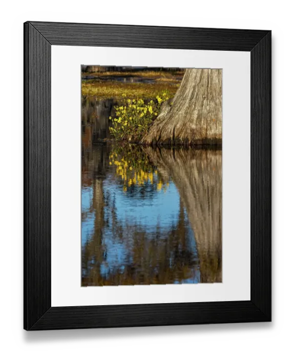 Framed Print : Yellow coreopsis flowers, bald cypress trees in southern swamp, Caddo Lake, Texas Framed Print : Yellow coreopsis flowers, bald cypress trees in southern swamp, Caddo Lake, Texas