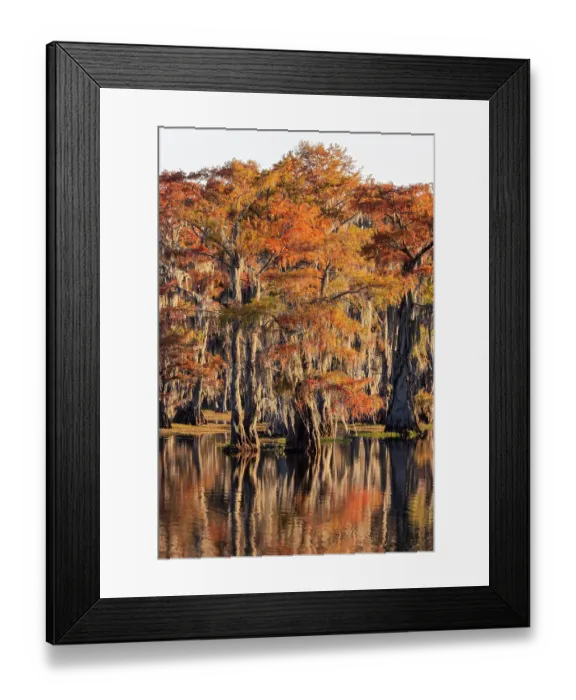 Framed Print : Bald cypress trees reflecting autumn colors in southern swamp, Caddo Lake, Texas Framed Print : Bald cypress trees reflecting autumn colors in southern swamp, Caddo Lake, Texas