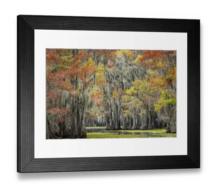 Framed Print : Bald cypress trees and autumn colors in southern swamp, Caddo Lake, Texas
