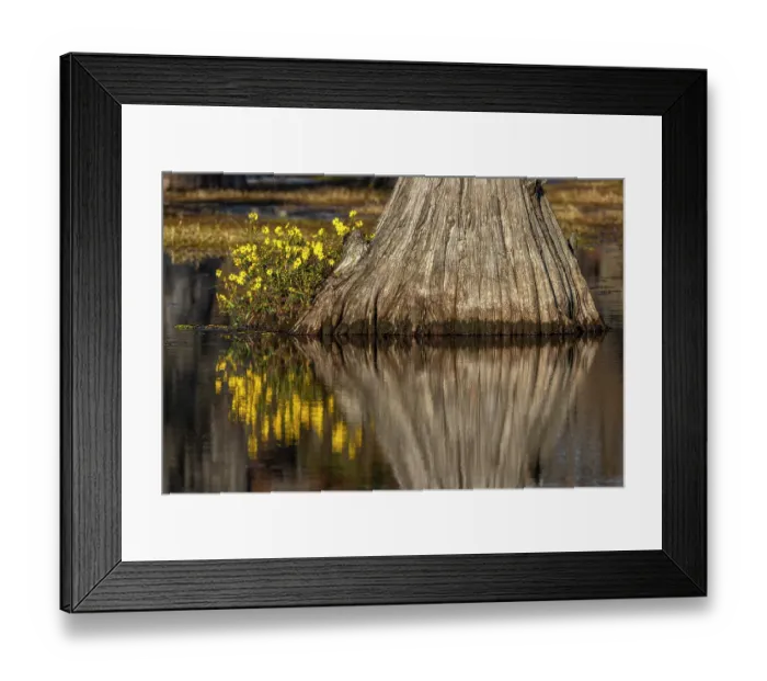 Framed Print : Yellow coreopsis flowers, bald cypress trees in southern swamp, Caddo Lake, Texas Framed Print : Yellow coreopsis flowers, bald cypress trees in southern swamp, Caddo Lake, Texas