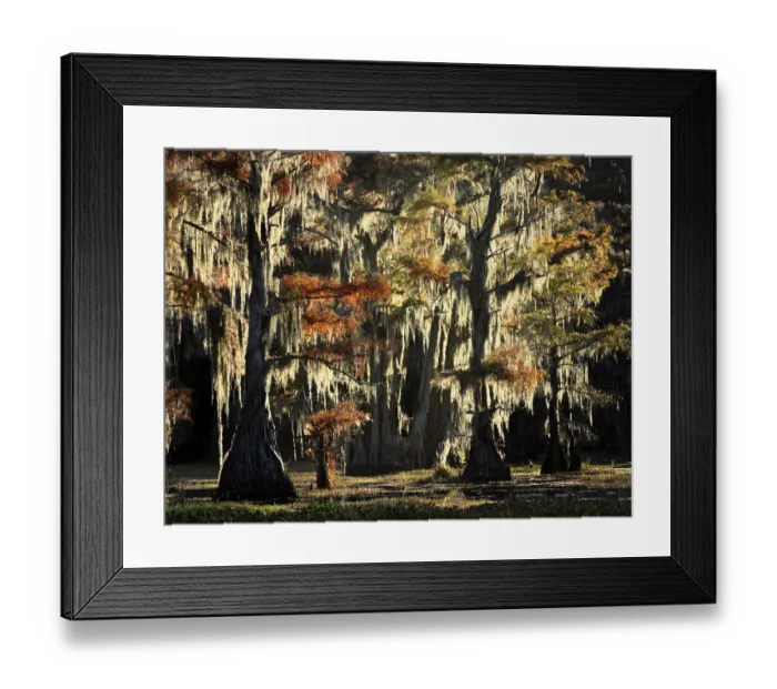 Framed Print : Backlit bald cypress trees and autumn colors in southern swamp, Caddo Lake, Texas