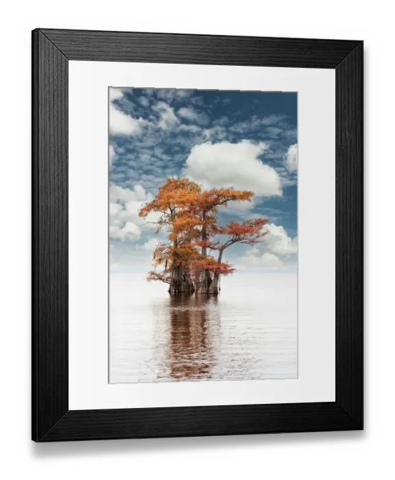 Framed Print : Bald cypress trees and autumn colors at sunrise in southern swamp, Caddo Lake, Texas Framed Print : Bald cypress trees and autumn colors at sunrise in southern swamp, Caddo Lake, Texas