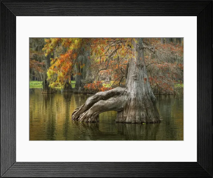 Framed Print : Bald cypress trees reflecting autumn colors in southern swamp, Caddo Lake, Texas Framed Print : Bald cypress trees reflecting autumn colors in southern swamp, Caddo Lake, Texas