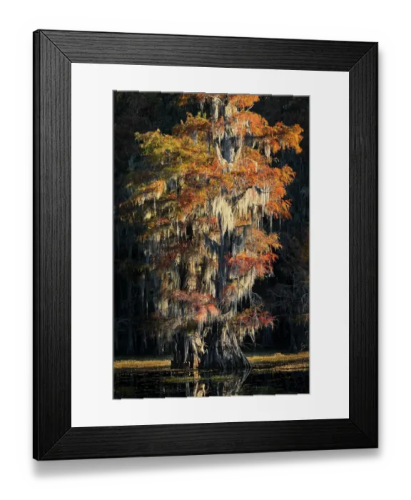 Framed Print : Backlit bald cypress trees and autumn colors in southern swamp, Caddo Lake, Texas