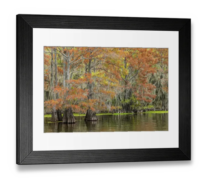 Framed Print : Bald cypress trees and autumn colors in southern swamp, Caddo Lake, Texas Framed Print : Bald cypress trees and autumn colors in southern swamp, Caddo Lake, Texas